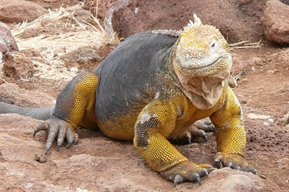 Turismo en America Latina - Galápagos